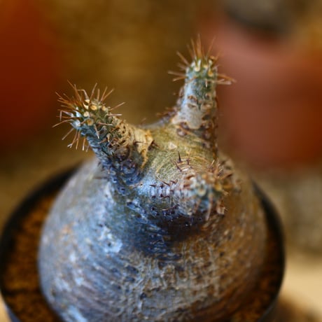 Pachypodium gracilius   no.32442