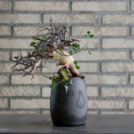 早い者勝ち特価！ 長期管理 現地球 ケラリア ピグマエア 中川智治 作家鉢 Ceraria pygmaea × 山山 特別共作鉢 (安西岳郎 × 中川智治) (3.5