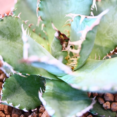 【9/9入荷未発根未活着ベアルート植込み】 Agave titanota "Filigree crested  no.91756