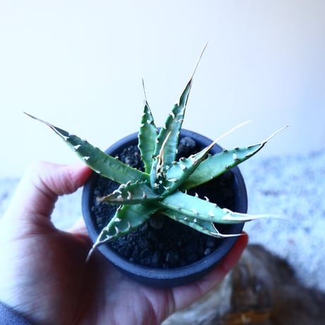 アガベ  ユタエンシス    エボリスピナ  Agave uthaensis var. eborispina   no.20212