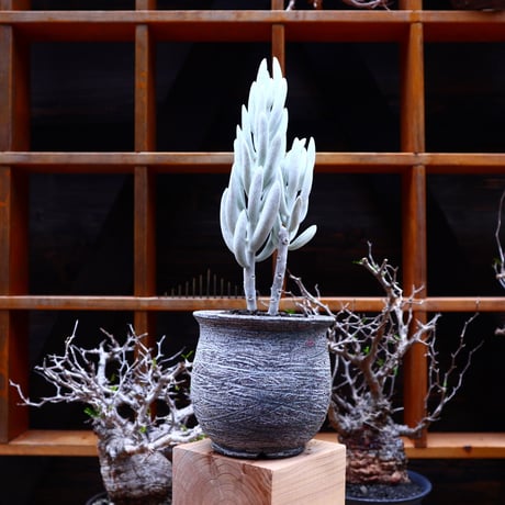 セネシオ   大型銀月／Senecio haworthii    no.51605