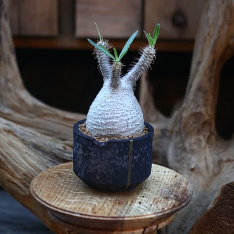 パキポディウム  グラキリス / Pachypodium  gracilius/ 発根済み   no.21910
