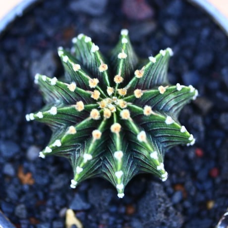 ギムノカリキウム   フィードリッフィーLB2178／Gymnocalycium friedrichii    no.121206