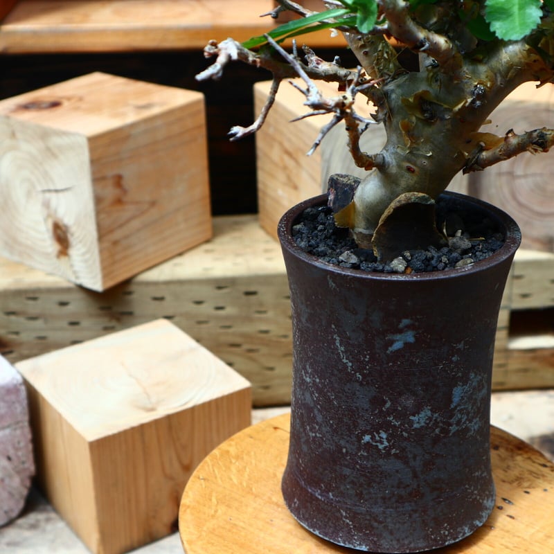 コミフォラ ワイティ／Commiphora wightii no.80845 | 芽の巣山