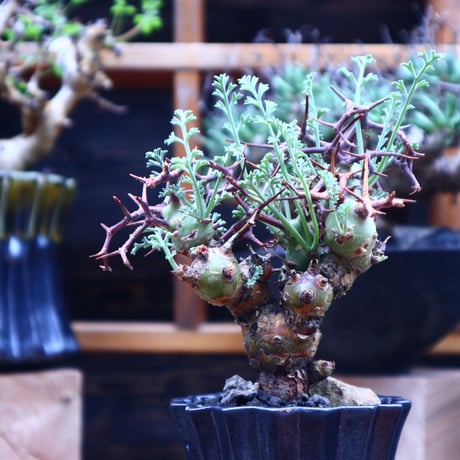 ペラルゴニウム  クリズミフォリウム／Pelargonium crithmifolium    no.53014