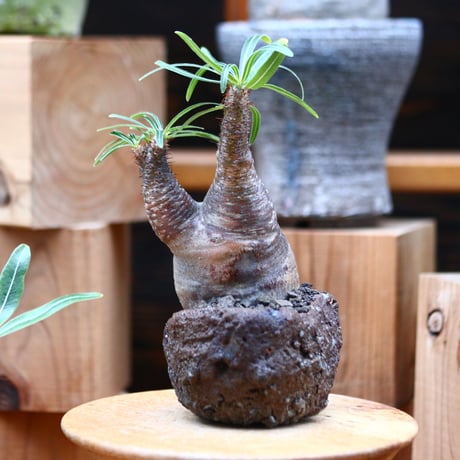 パキポディウム  グラキリス／Pachypodium  gracilius   no.32035