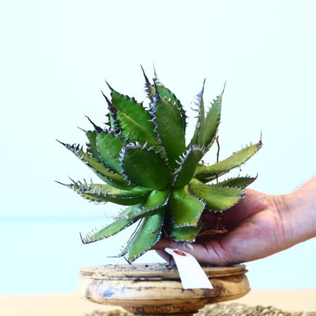 Agave horrida / Style of Chika   no.1015/10
