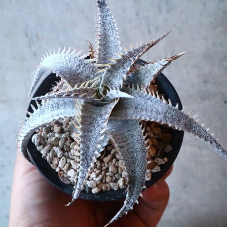 Dyckia mariner-lapstollei var estevesii.    002