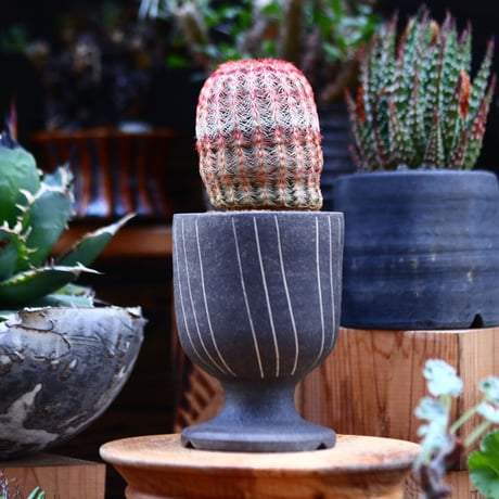 紫太陽　巨大な株 Yahoo!オークション -「紫太陽」の落札相場・落札価格