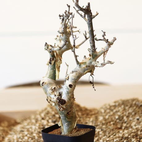 コミフォラ ストックシアナ / Commiphora stocksiana   no.41602