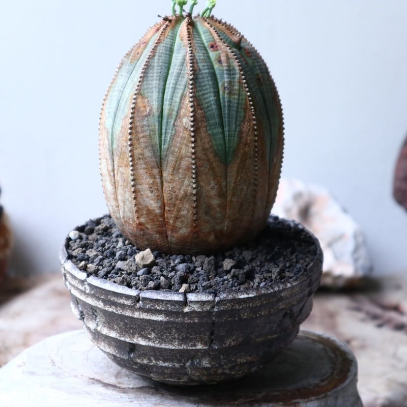 ユーフォルビア オベサ ♀ Euphorbia obesa no.90117 | 芽の巣山