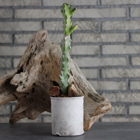 Euphorbia tortilis × Shin Tabata (3.5号)  no.629-37
