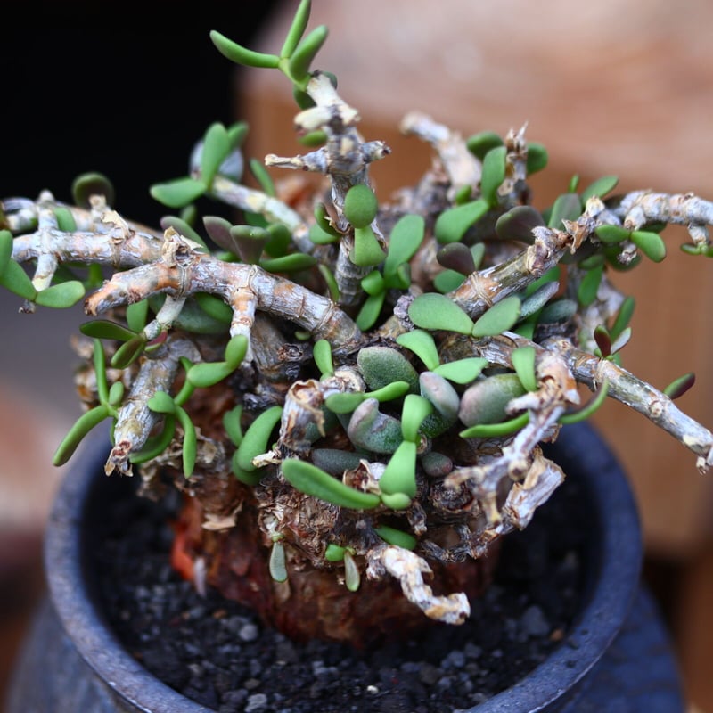 オトンナ クラビフォリア／Othonna clavifolia no.11650 |