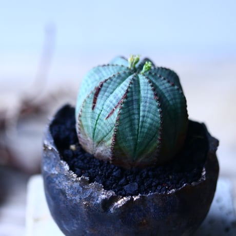 ユーフォルビア  オベサ    Euphorbia obesa　no.92748-3
