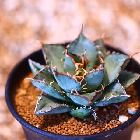 アガベ チタノタ フィリグリー / Agave titanota "Filigree crested   no. 50716