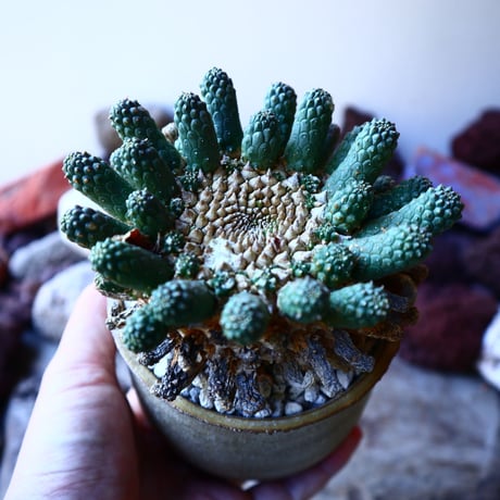 ユーフォルビア エスクレンタ  Euphorbia esculenta   no.32209