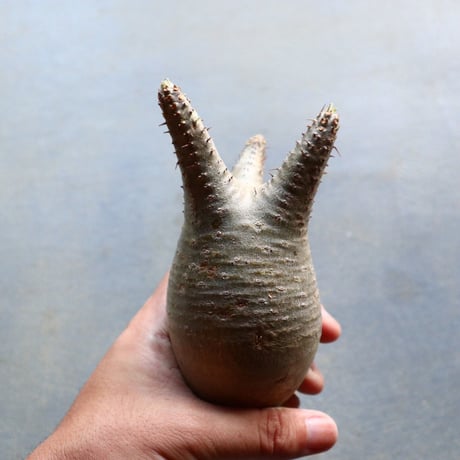 パキポディウム グラキリス 抜苗  Pachypodium rosulatum var. gracilius no.92935