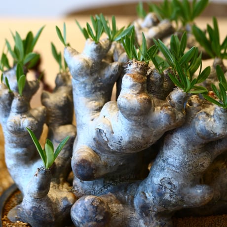 パキポディウム ブレビカリックス / Pachypodium densiflorum var. brevicalyx   no.50733