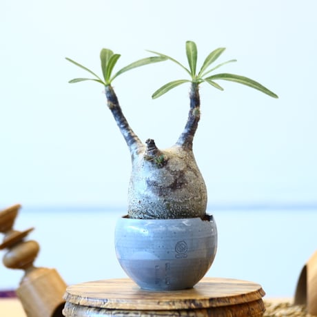 N/OH × Pachypodium  gracilius    no.61835