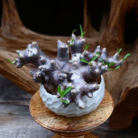 パキポディウム ブレビカリックス / Pachypodium densiflorum var. brevicalyx / 発根済み      no.22695