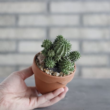 Euphorbia susannae (スザンナエ) / South Africa / T.W. × YAMABACHI (3号) no.329/14