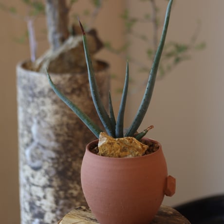 Aloe cryptopoda × N/OH　 no.82541