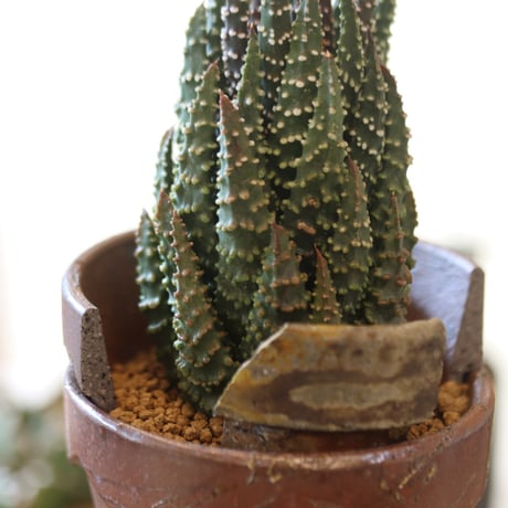 Haworthia maxima ×YAMABACHI var. 六本芽   no.90145