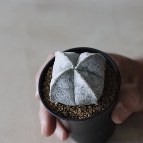 Astrophytum myriostigma / 白ランポー玉  (2.5号鉢)  no.913/48