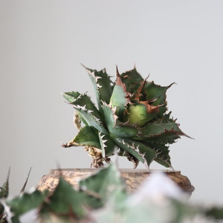 Agave titanota solareclipse / Style of Chika　no.42144