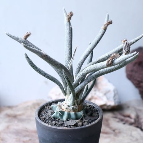 アストロフィツム カプト メデューサ  接木   Astrophytum caputmedusae    no.90809