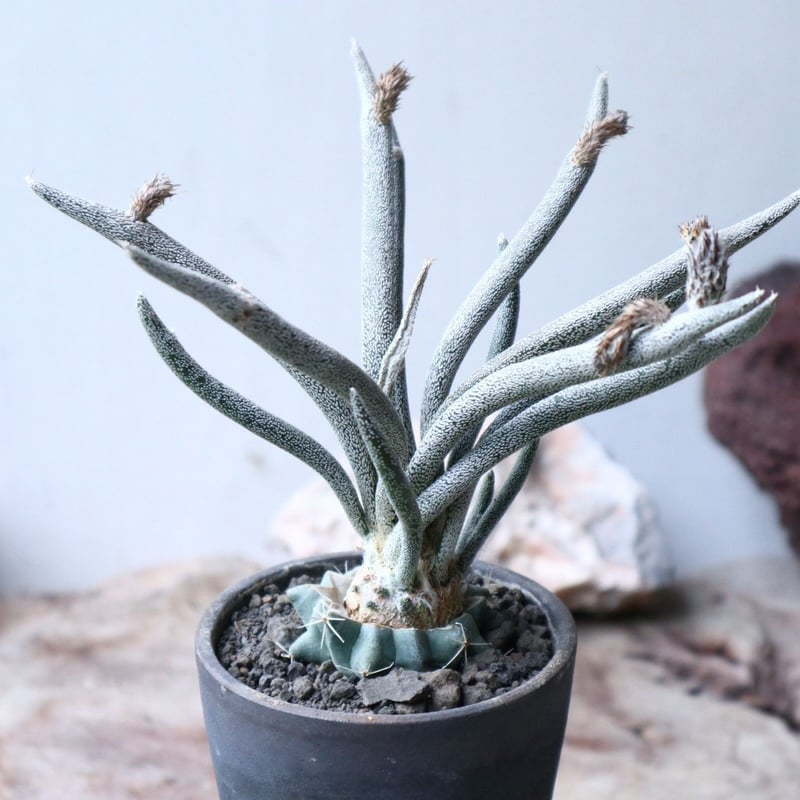 アストロフィツム カプト メデューサ 接木 Astrophytum caputmedus