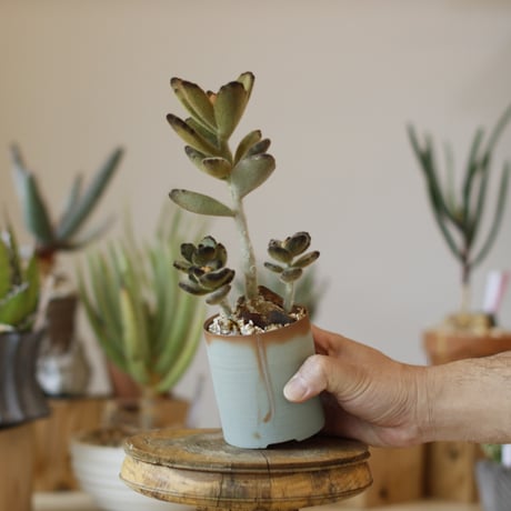 Kalanchoe tomentosa 'Teddy Bear' × BIZENBACHI (2.5号)  no.1214/45