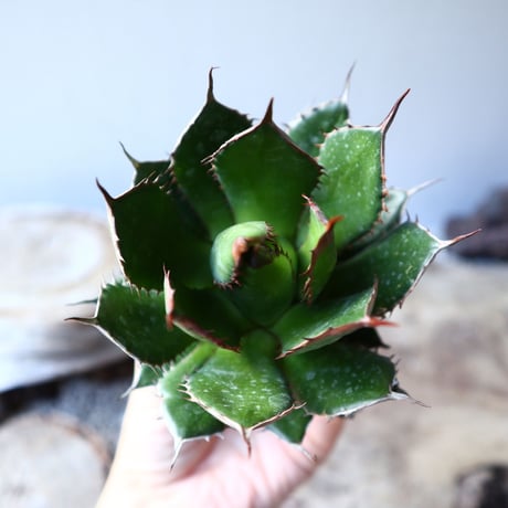 アガベ ホリダ   Agave horrida    no.111016