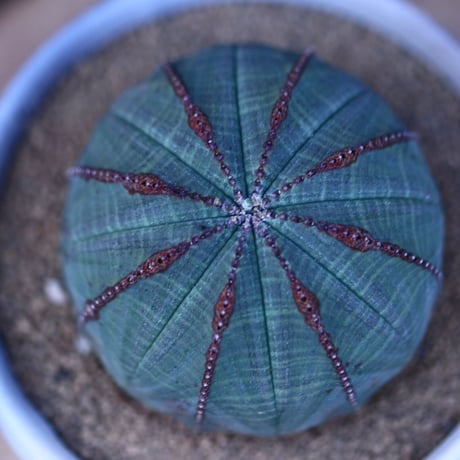 ユーフォルビア  オベサ／Euphorbia obesa    no.13010