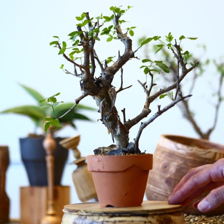 Bursera fagaroides × YAMABACHI   no.92425