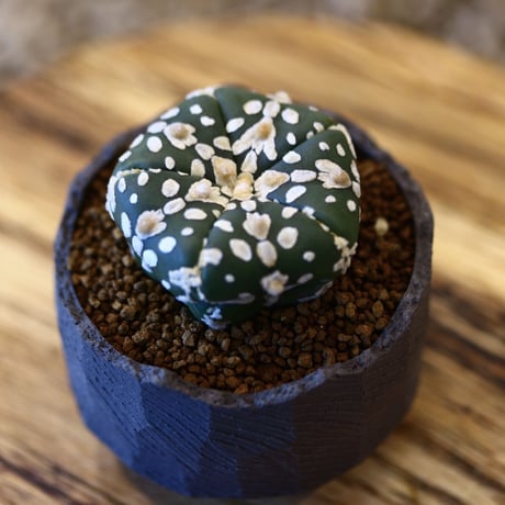 N/OH × Astrophytum asterias 'Super Kabuto'   no.61801
