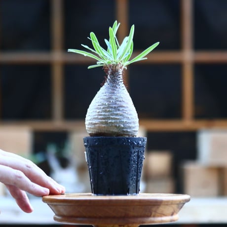 パキポディウム  グラキリス ／Pachypodium  gracilius     no.101710