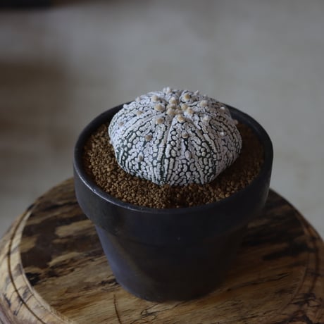 アストロフィツム スーパー兜 × YAMABACHI var.takero pot  no.1020-19