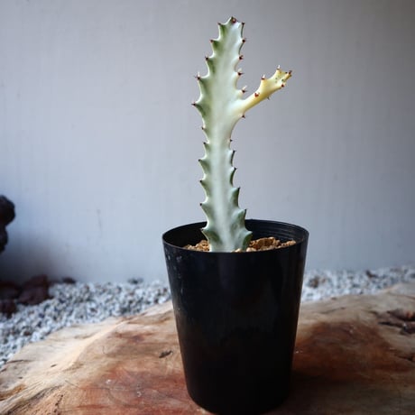 ユーフォルビア   ホワイトゴースト   Euphorbia lactea 'White Ghost'  no.111102