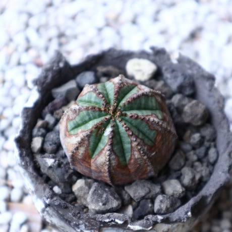 ユーフォルビア  オベサ 　Euphorbia obesa　no.91513