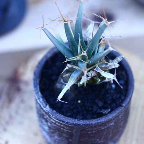 レウクテンベルギア  晃山    Leuchtenbergia principis  no.32125