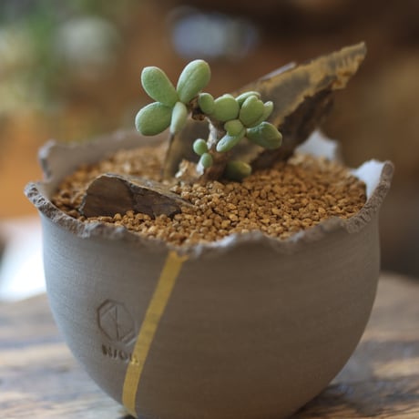 Ceraria pygmaea × N/OH   no.81876