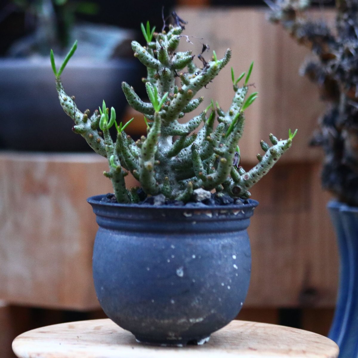 チレコドン ブッコルジアヌス／Tylecodon buchholzianus no.