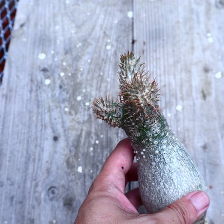 パキポディウム  イノピナツム  抜苗／Pachypodium Inopinatum     no.I-14
