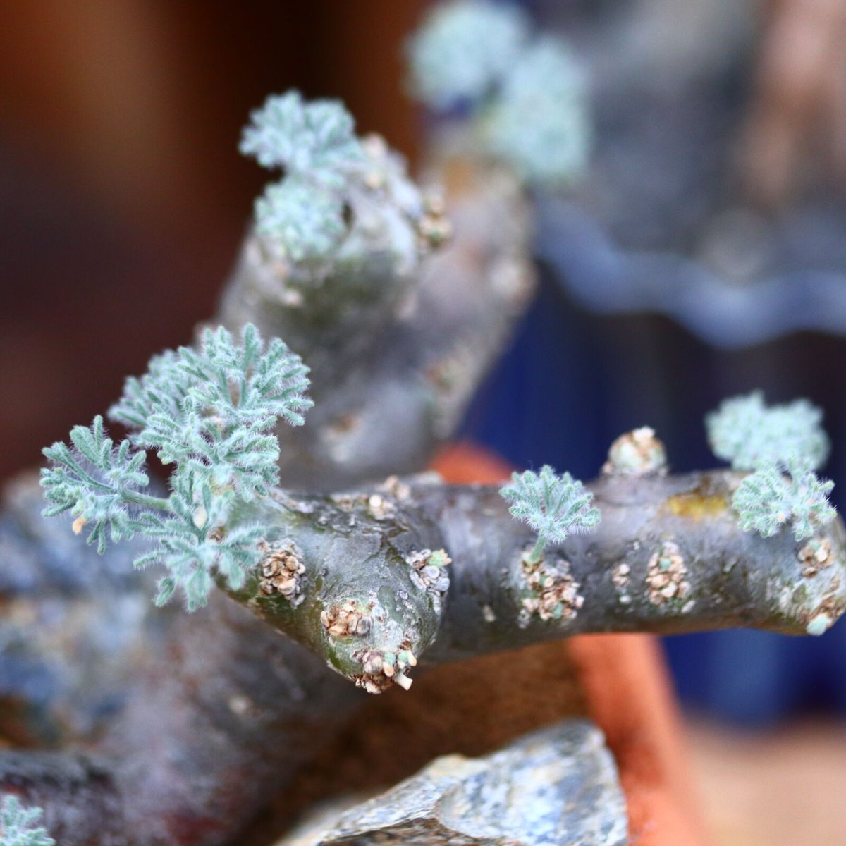 サルコカウロン ムルチフィズム／Sarcocaulon multifidum no.11