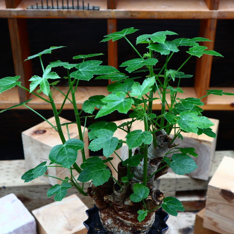 Jatropha spicata ヤトロファ スピカータ　塊根植物　コーデックス