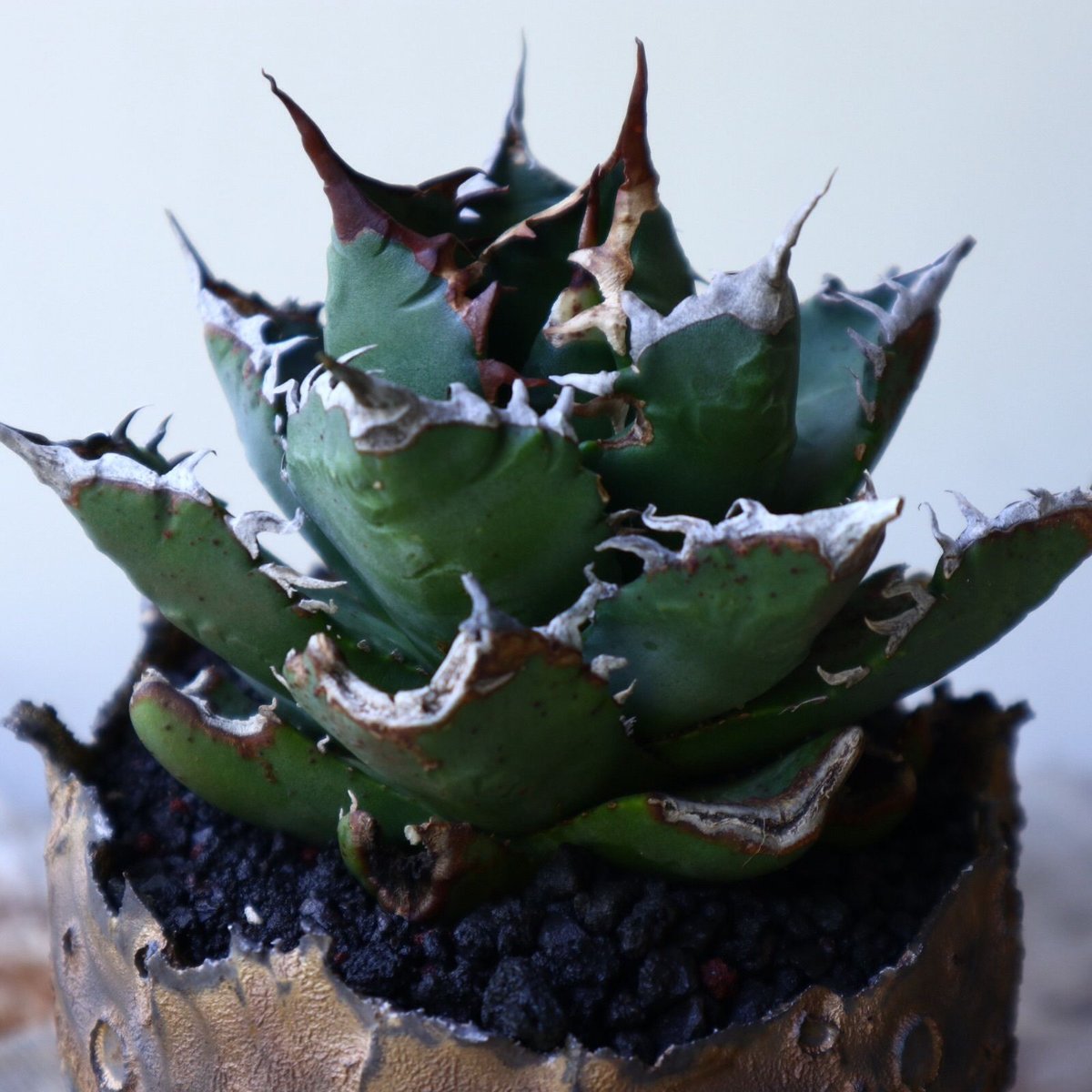 アガベ チタノタ FO-76 Agave titanota 