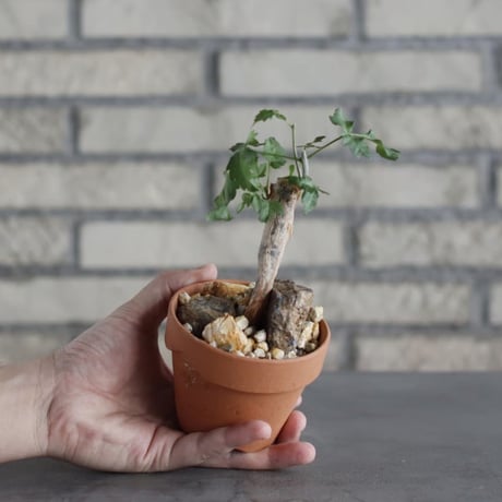 Bursera fagaroides × YAMABACHI (3号)  no.621/30