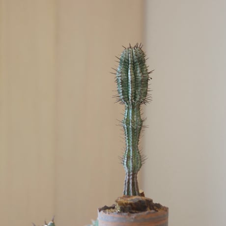 Euphorbia  horrida × N/OH    no.90144