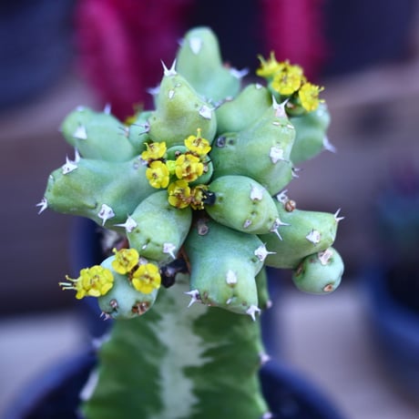 ユーフォルビア  クリビコラ  接木　Euphorbia clivicola　  no.32104